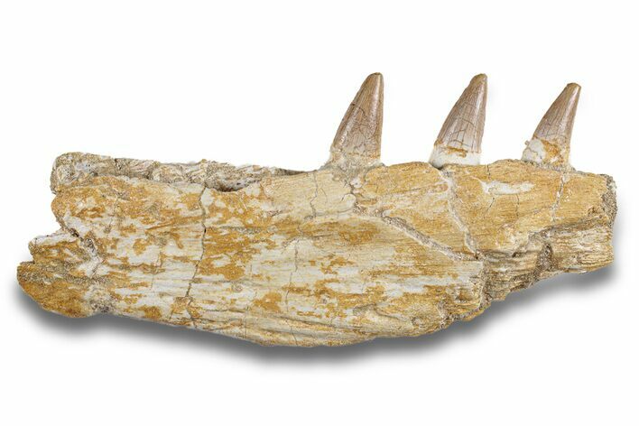 Fossil Mosasaur Jaw Section with Three Teeth - Morocco #270879